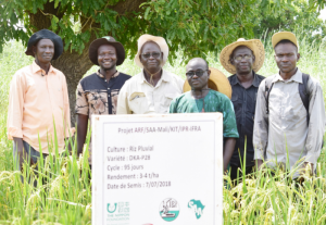 M. Fousseyni Cissé est un scientifique chevronné et un sélectionneur de riz à l’Institut malien d’économie rurale (IER). SAA travaille en collaboration avec IER pour produire des semences de qualité pour les agriculteurs. SG 2000 Mali soutient sur un projet mené par l’IER visant à promouvoir deux variétés de semences de qualité.