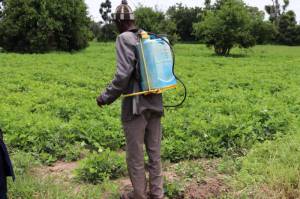 Un producteur pulvérise son champ avec un biopesticide, promouvant des pratiques de lutte contre les ravageurs plus sûres et plus durables.