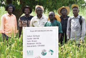 Dr Fousseyni Cissé (third from left) and his team of researchers visit a demonstration plot