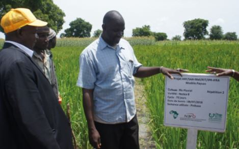Madoudjan Kéita (centre), host farmer of a Foundation Seed Production test plot in the Kayes region, explains test plot practices to National Director of Agriculture, Oumar Maiga