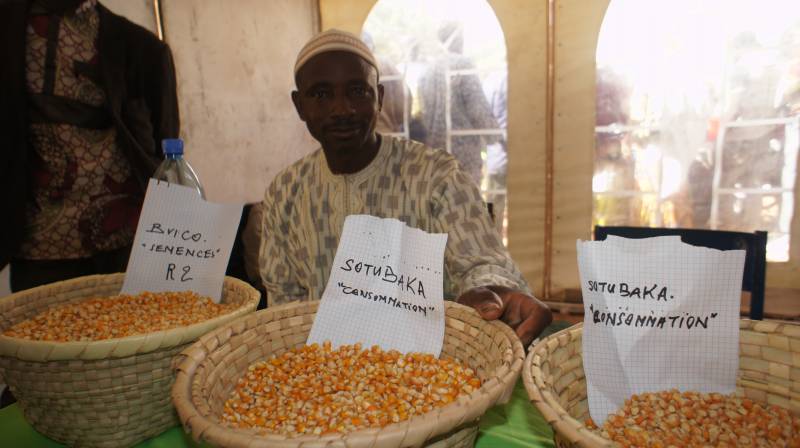 Diakaridia Ouattara with some sample of maize of his PHTC