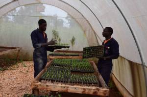 Daniel (L) and John working in the green house