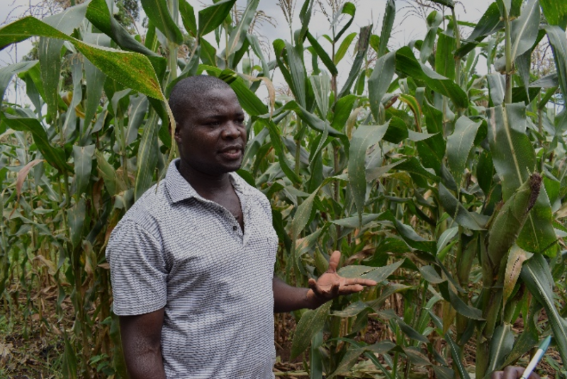 Steven in his maize field   