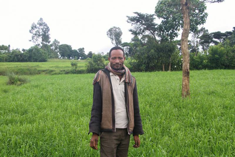 Getachew and his wheat plot