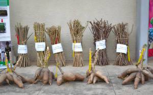 Improved cassava varieties on display
