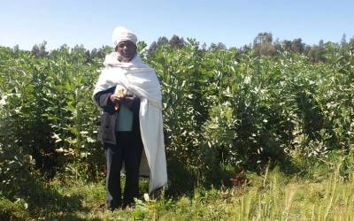 A host farmer in his wheat-faba bean rotation of improved varieties