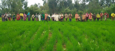 Farmers visiting a Commodity Variety Plot (CVP) during a field day organized at Taguba Meskel Farmer Training Center (FTC)