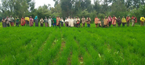 Farmers visiting a Commodity Variety Plot (CVP) during a field day organized at Taguba Meskel Farmer Training Center (FTC)