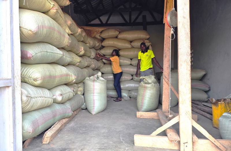 Maize bulked at Lelakot Cooperative through the One Bag Initiative model