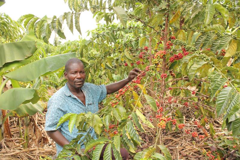 Mr. Lutankome proudly shows off his thriving coffee crop in his garden