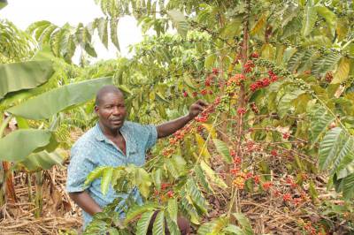 Mr. Lutankome proudly shows off his thriving coffee crop in his garden