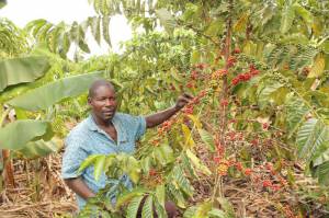 Mr. Lutankome proudly shows off his thriving coffee crop in his garden