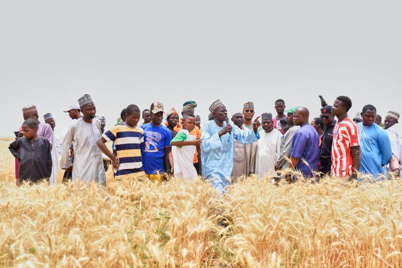The host farmer of the Gilima Wheat Farmers MPCS ltd. Alhaji Yaro Gilima, told guests that SAA technologies have strengthened farmers’ confidence