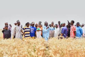 The host farmer of the Gilima Wheat Farmers MPCS ltd. Alhaji Yaro Gilima, told guests that SAA technologies have strengthened farmers’ confidence