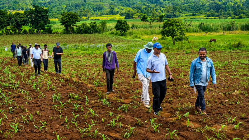 The AfDB delegation tours a regenerative agriculture maize demonstration field under the PHRDG Project