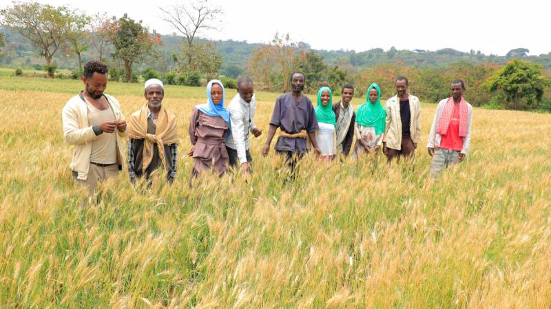 Ethiopian farmers at their on-farm wheat clusters in Seka Chekorsa Woreda.