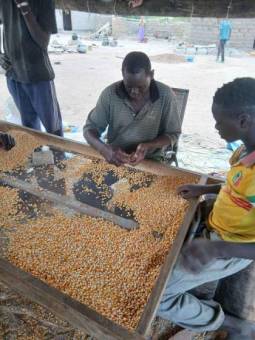 Seed entrepreneur Moumoune Koné sorting certified maize seed in Sitin, southern Mali.