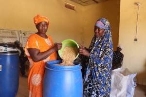 After the theoretical training, farmers conduct a practical session by storing maize in hermetic barrels for safe conservation.