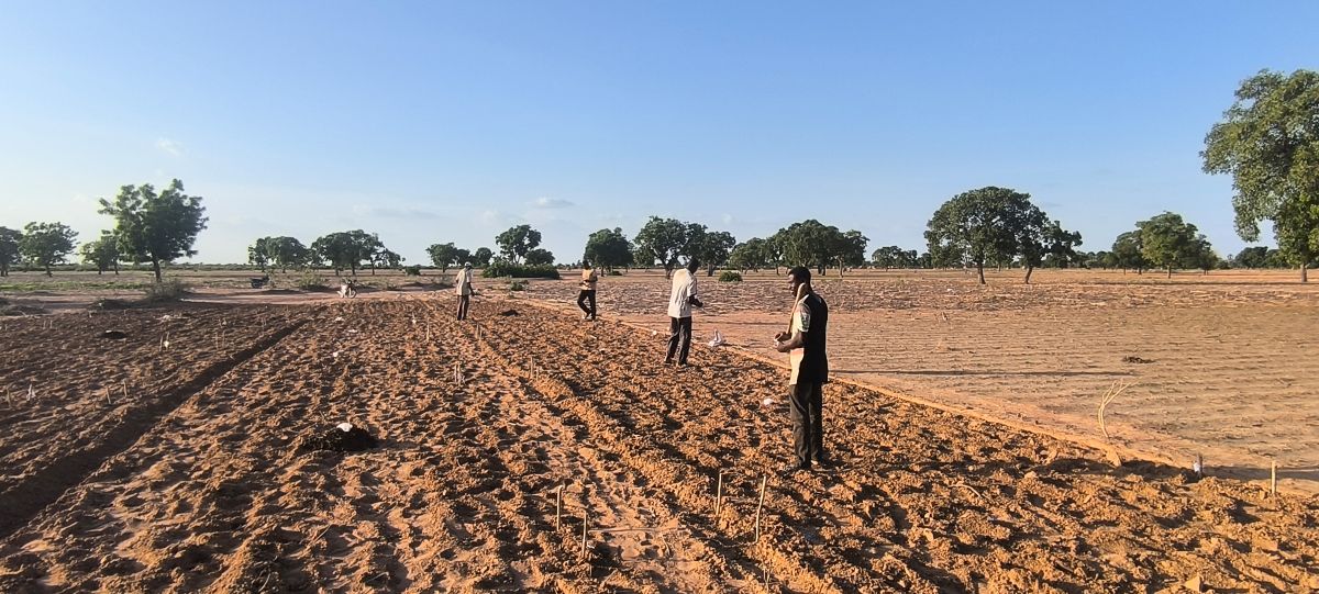 Des producteurs dans un champ de maïs montrant une amélioration de la qualité du sol à Dacoumani.