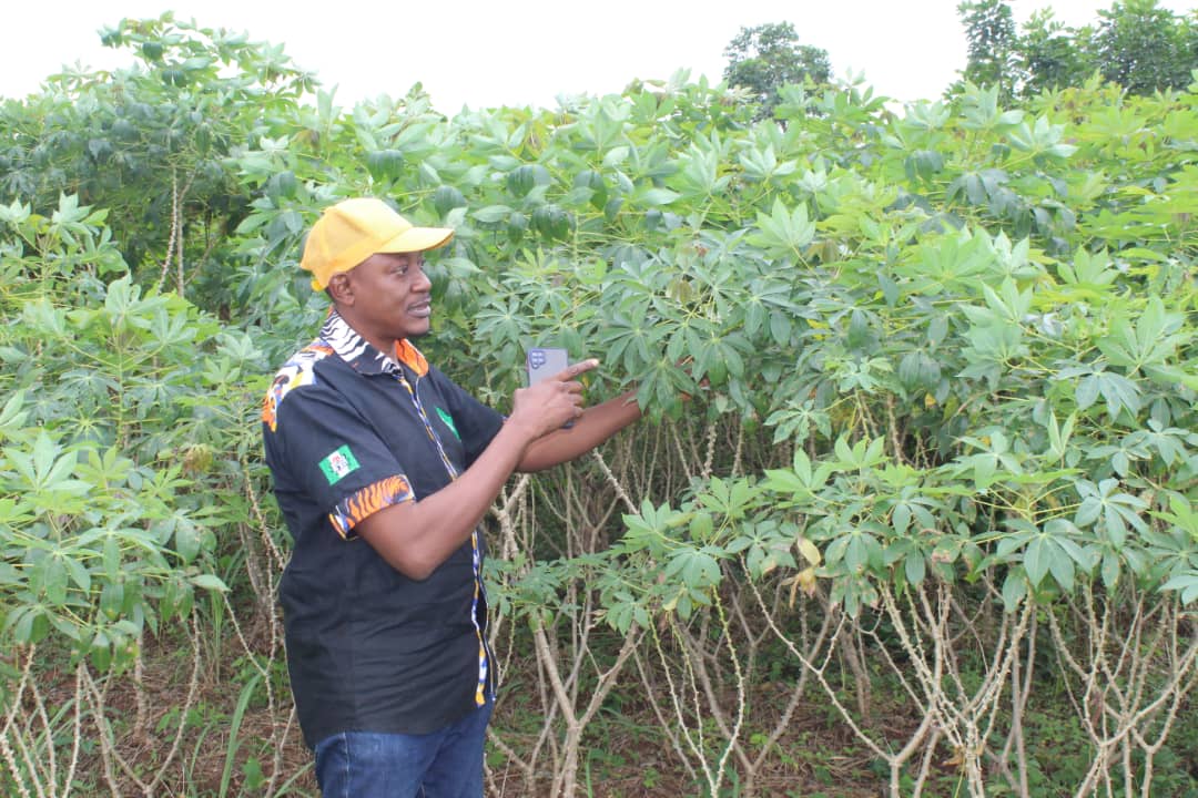 High Vitamin A Cassava CDP in Ogun State, Nigeria