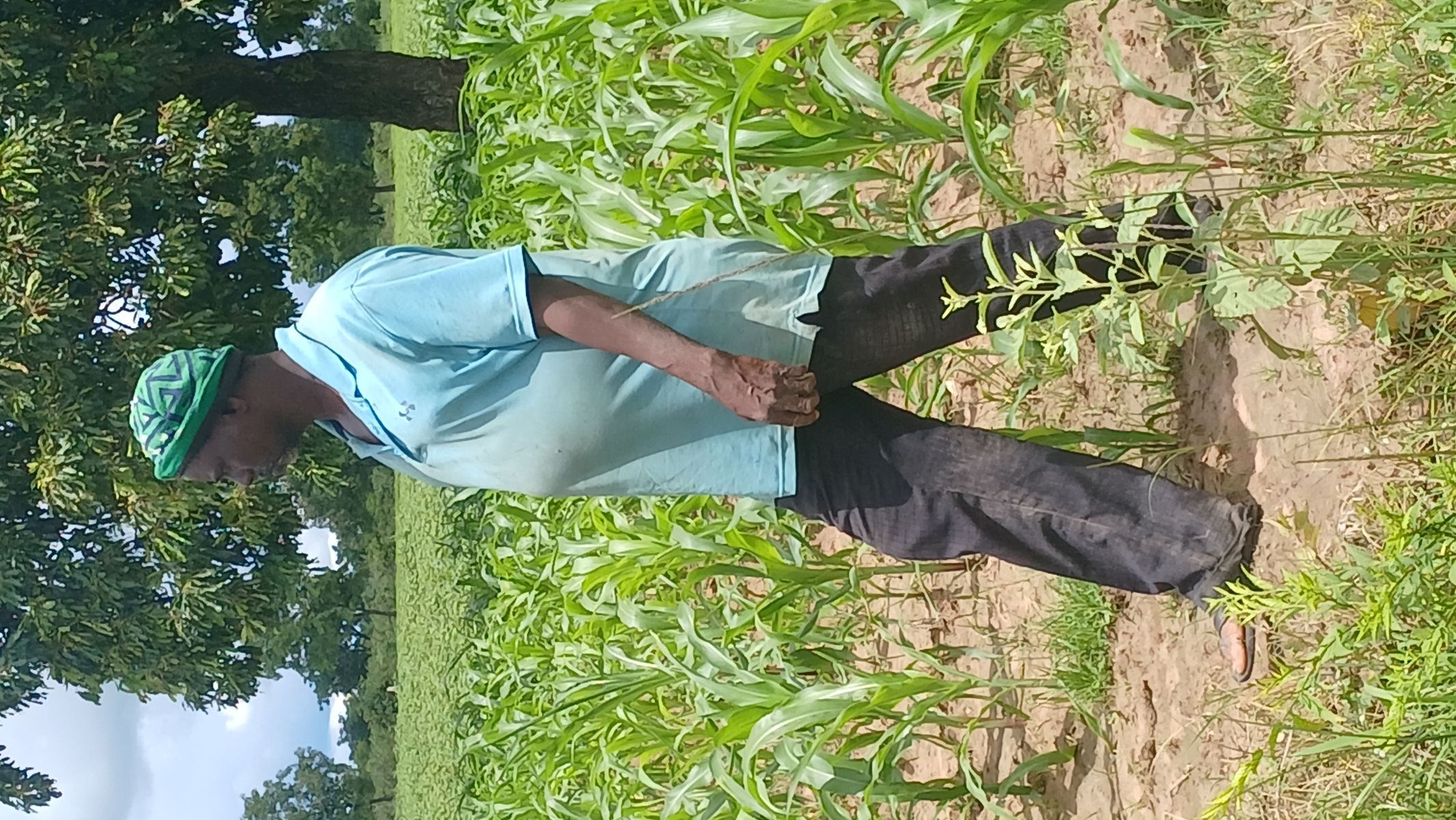 Moumoune Koné at the heart of his thriving maize field.