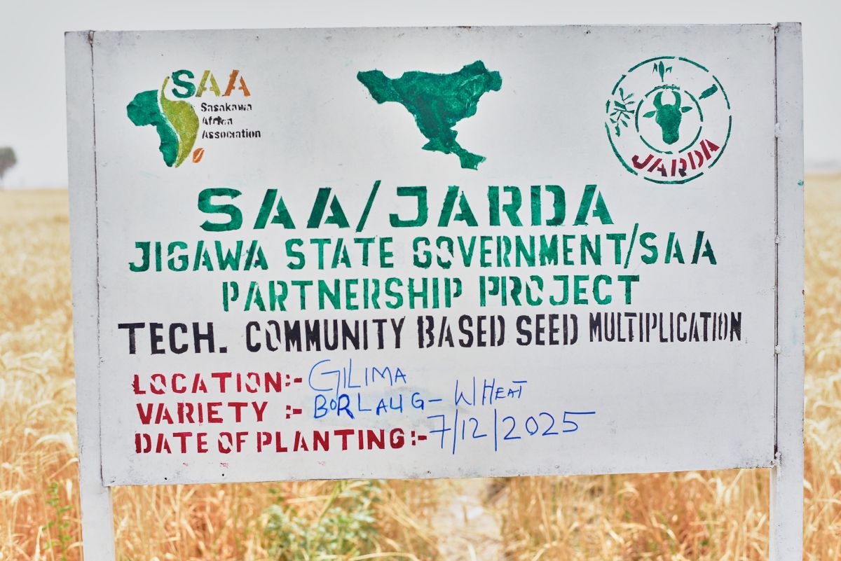 SAA Wheat demonstration plots serve as farmer learning platforms for promoting experiential learning in target communities