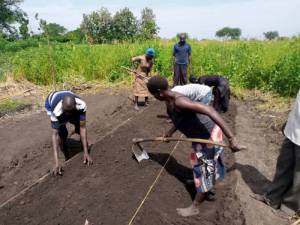 SAA-IFPRI共同事業で支援するジュマニ県の農家グループで苗床をならす農家グループ（ウガンダ）
