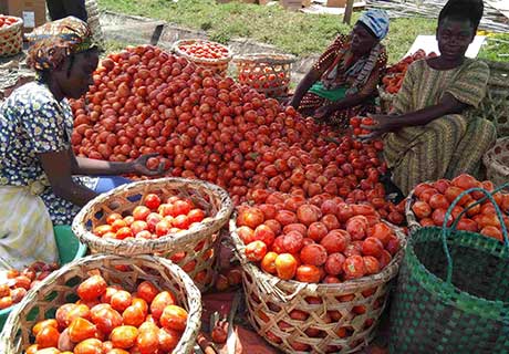 photo Multidimensional agricultural extension to support innovation